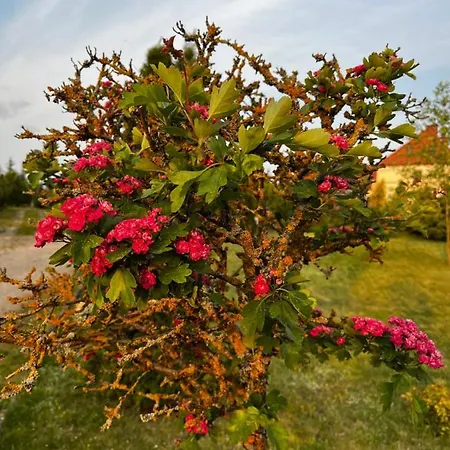 Paprotki